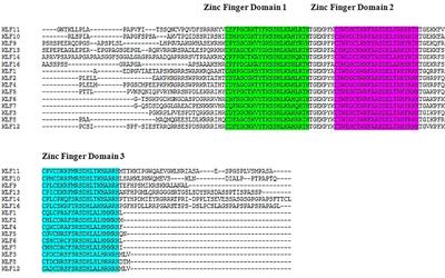 Predicting 3D Structure, Cross Talks, and Prognostic Significance of KLF9 in Cervical Cancer